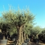 SMALL OLIVE TREE